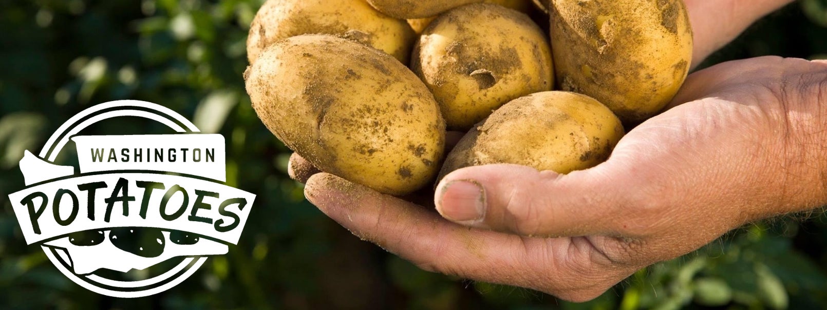 Washington Potato Growers Free Potato Event 